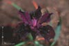 Iris -