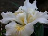 Iris -