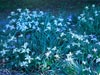 Iris -