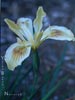 Iris -
