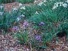 Iris -