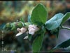 Lepechinia calycina -