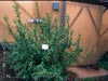 Ribes indecorum -