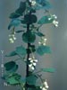 Ribes indecorum -