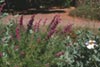 Trichostema lanatum -
