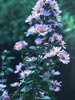 Aster chilensis -