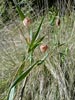 Calochortus albus -