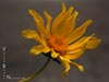 Coreopsis maritima -