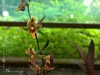 Epipactis gigantea 'Serpentine Night' -