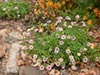 Erigeron glaucus 'Cape Sebastian' -