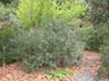Rhamnus crocea -