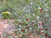 Rhamnus crocea -