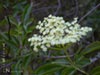 Sambucus mexicana -