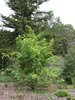 Sambucus racemosa racemosa -