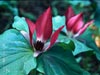 Trillium chloropetalum -