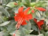 Epilobium septentrionalis 'Select Mattole' -