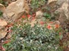 Epilobium septentrionalis 'Select Mattole' -
