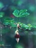 Ribes thatcherianum -