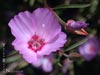 Clarkia rubicunda -