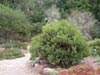 Arctostaphylos regismontana -