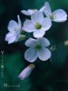 Cardamine californica -