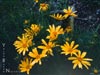Coreopsis gigantea -