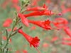 Epilobium canum -