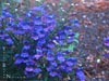 Penstemon heterophyllus -