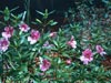 Mimulus -