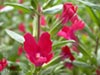 Mimulus -