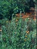 Artemesia douglasiana -