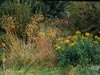 Solidago canadensis -