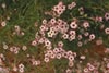 Gilia tricolor -