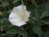 Datura wrightii -