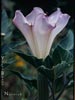 Datura wrightii -