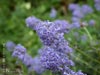 Ceanothus 'Tilden Park' -
