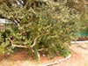 Salix scouleriana -
