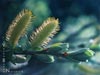 Salix scouleriana -
