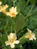 Mimulus longiflorus calycinus -