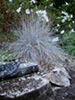 Festuca 'Siskiyou Blue' -