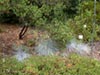 Festuca 'Siskiyou Blue' -