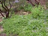 Ceanothus hearstiorum -