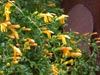 Keckiella 'Roy Taylor' -