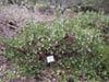 Arctostaphylos edmundsii 'Big Sur' -
