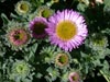 Erigeron glaucus 'Sea Breeze' -