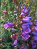 Penstemon heterophyllus 'Margarita BOP' -