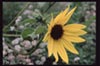 Helianthus annuus -