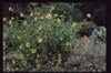 Helianthus annuus -