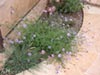 Verbena lilacina 'De la Mina' -