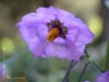 Solanum xantii 'Salmon Creek' -